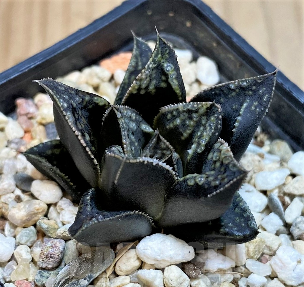 SH25477 Haworthia splendens 'Shikinjo' 'Forbidden City'