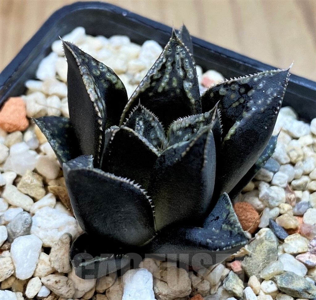 SH25477 Haworthia splendens 'Shikinjo' 'Forbidden City' - immagine 2
