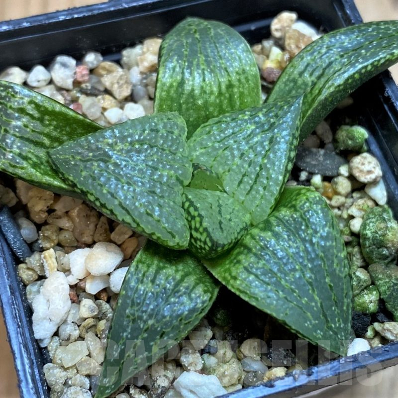 SH25478 Haworthia picta hybrid