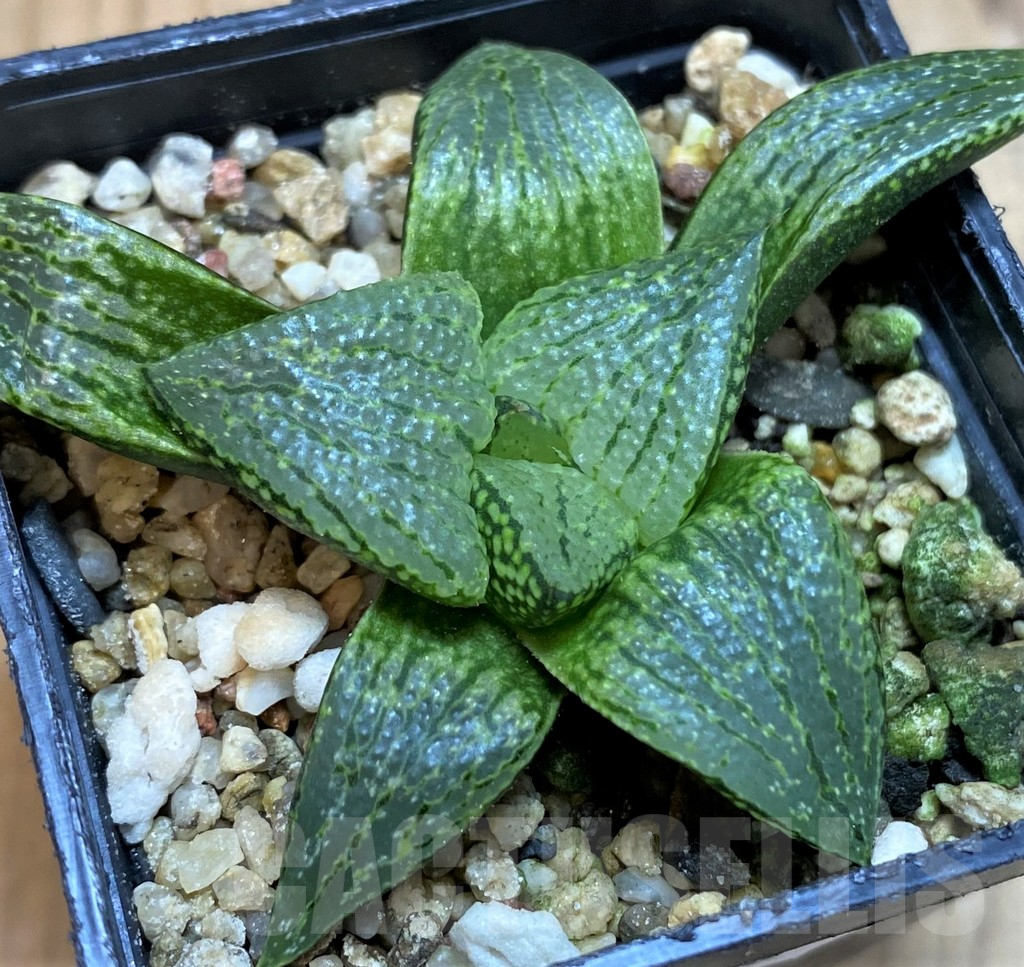 SH25478 Haworthia picta hybrid