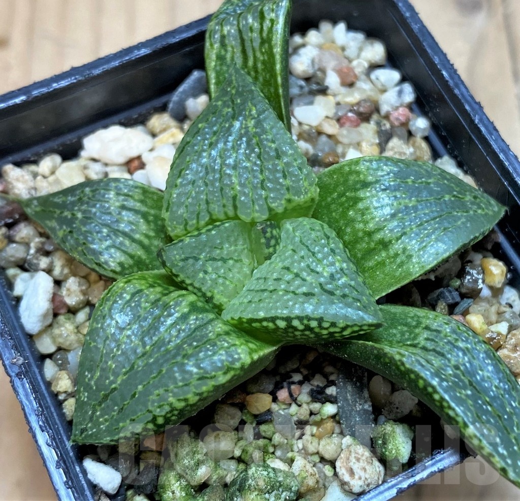 SH25478 Haworthia picta hybrid - Imagen 2