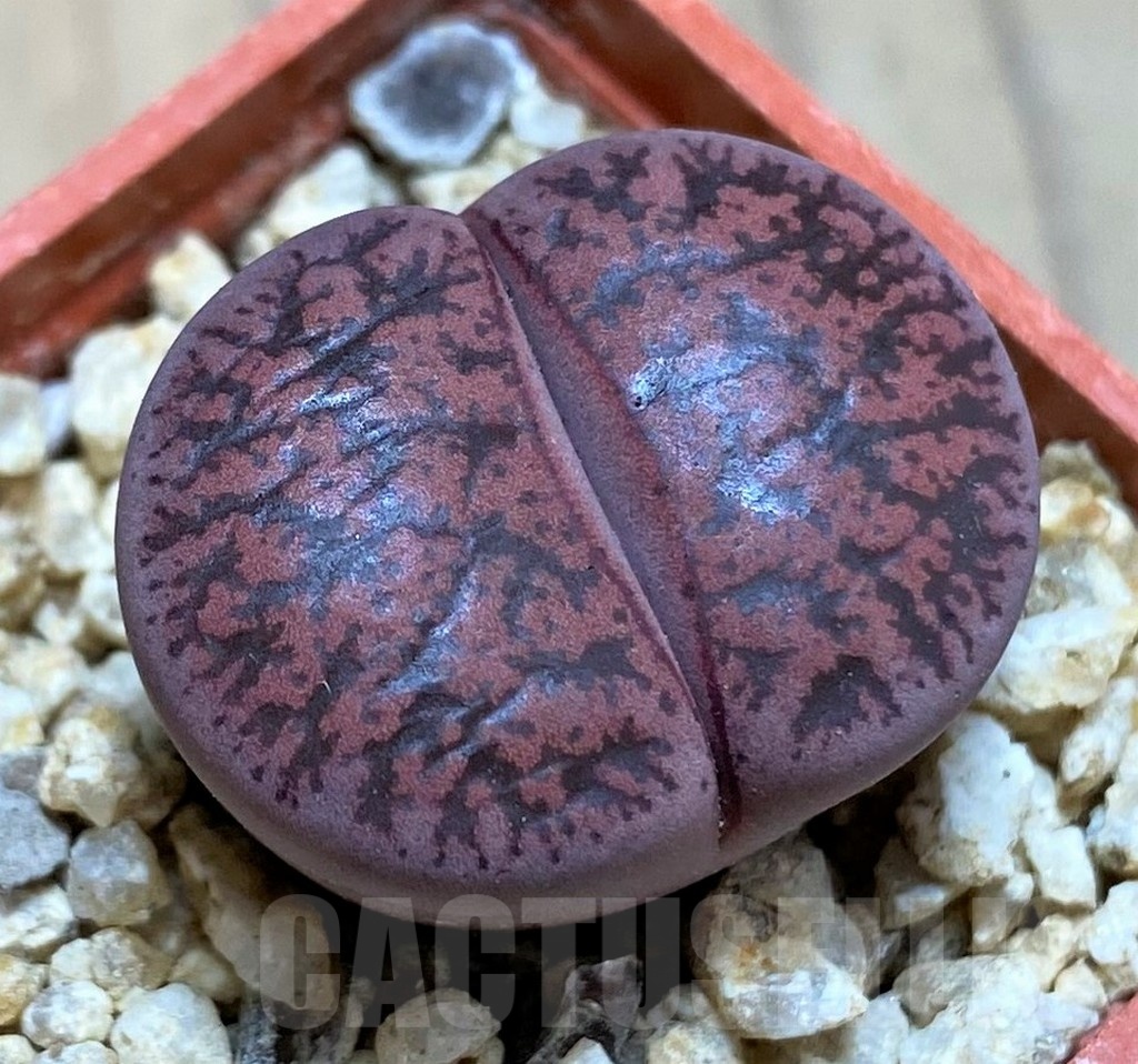 SH25428 Lithops lesliei 'Fred's Redhead'