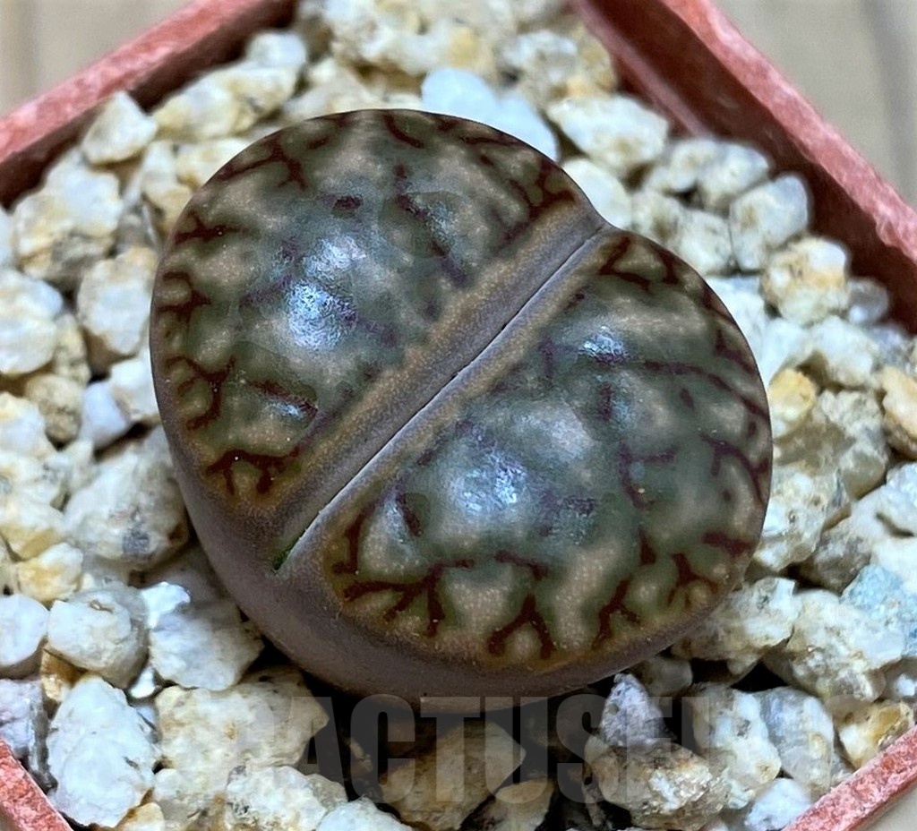 SH25429 Lithops bromfieldii 'Red Coral'