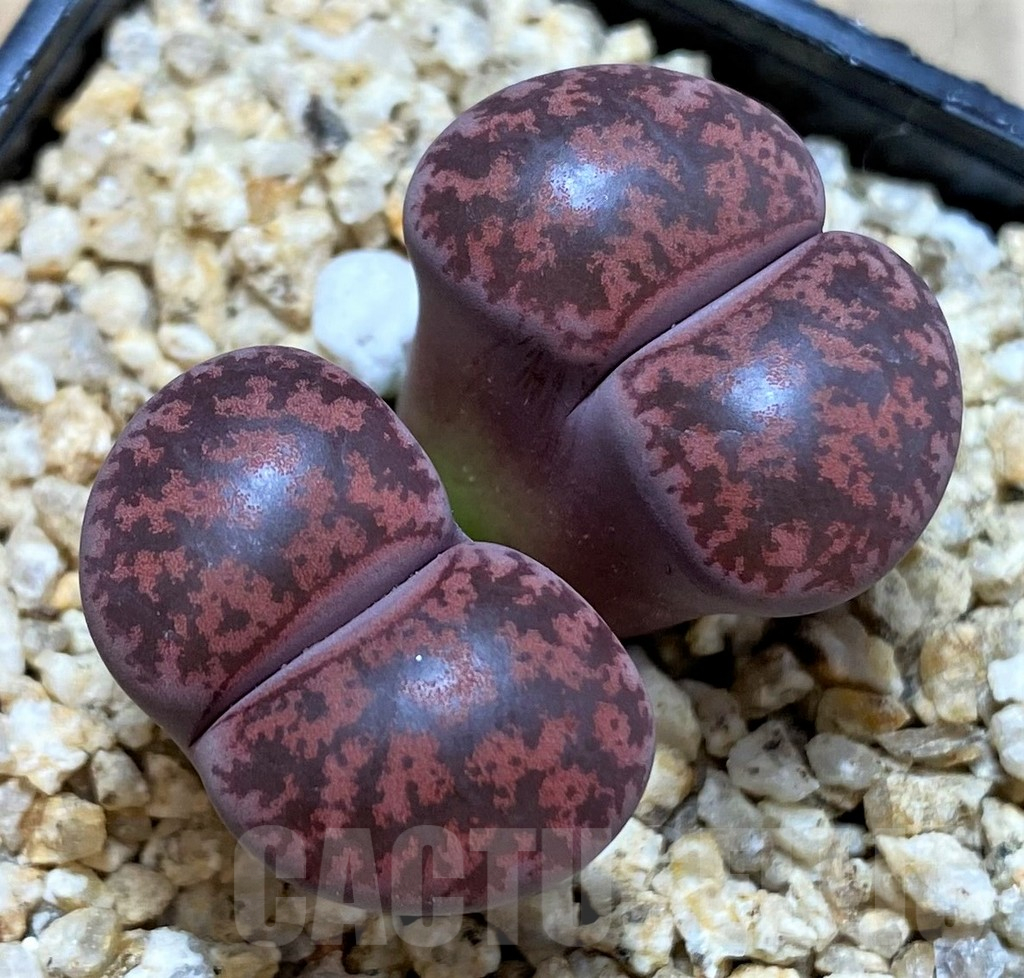 SH25420 Lithops lesliei 'Fred's Redhead'