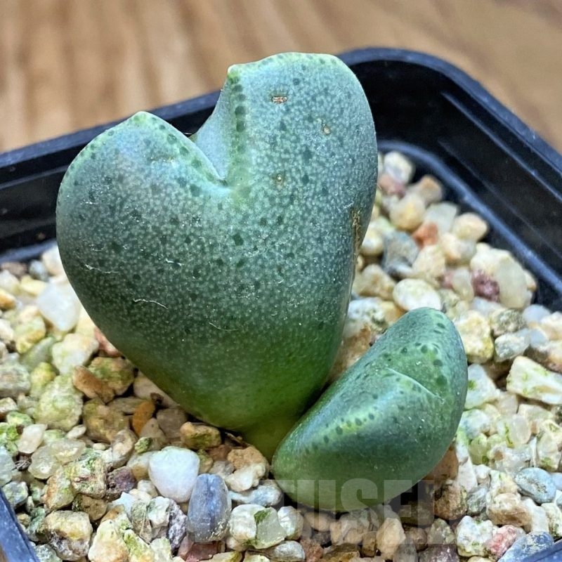 SH25430 Conophytum taylorianum subs. ernianum