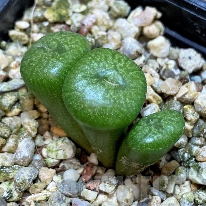 SH25431 Conophytum ectypum ssp. brownii, pink flower