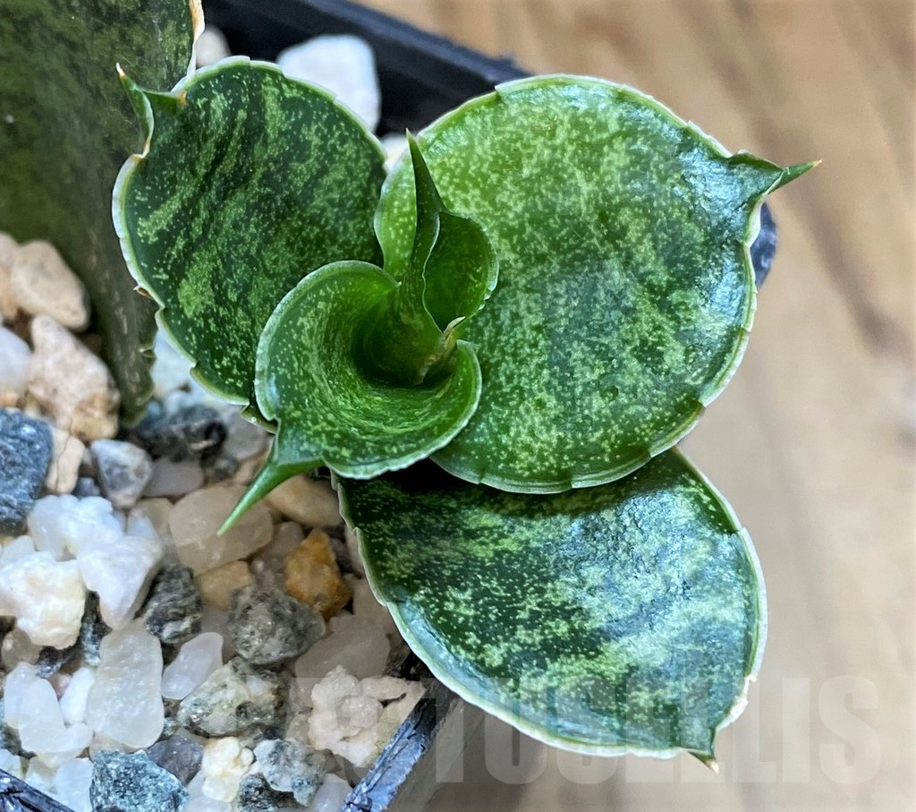 SH25433 Sansevieria 'Mahanakorn' - Зображення 2