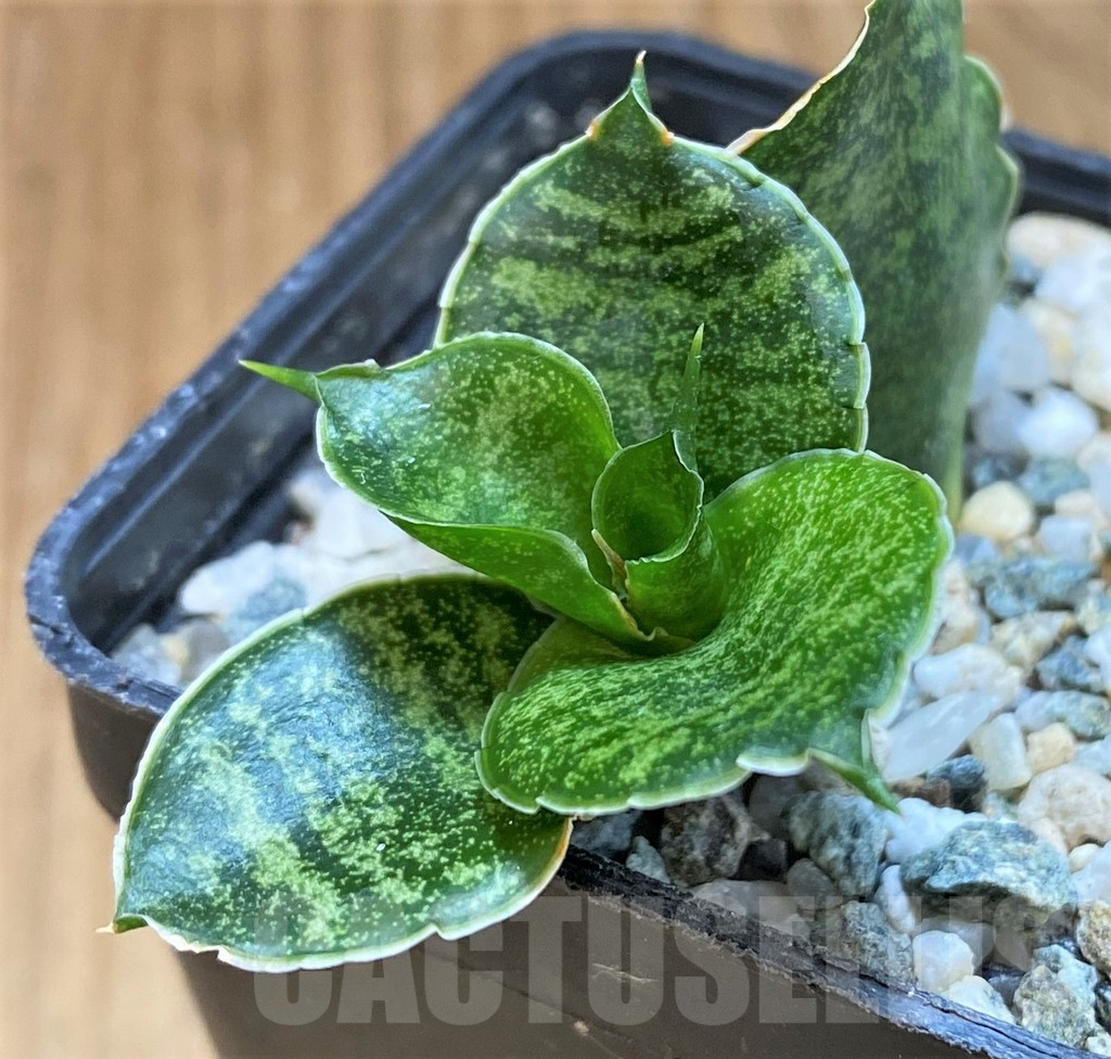 SH25433 Sansevieria 'Mahanakorn'