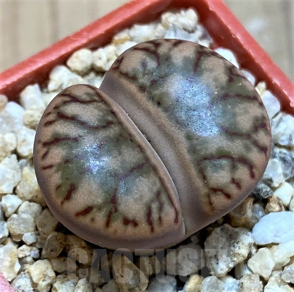 SH25421 Lithops bromfieldii 'Red Coral'