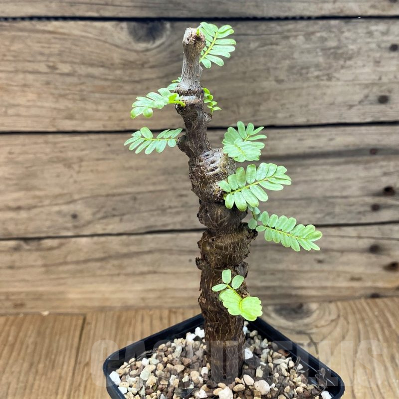 SH25442 Senna meridionalis, seedling, 4 year old