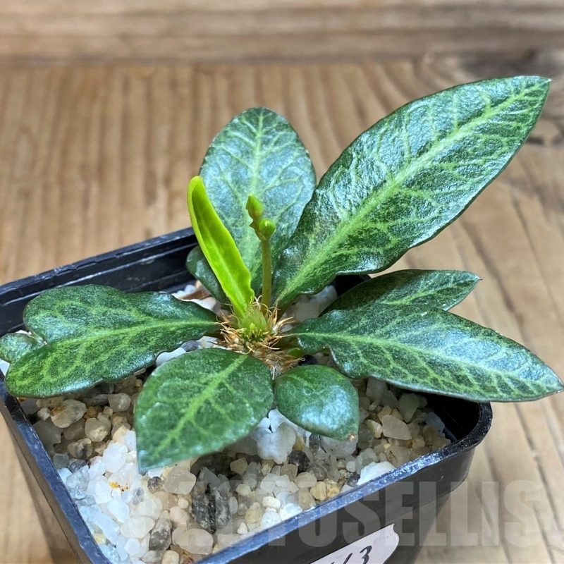 SH25443 Euphorbia francoisii hybrid