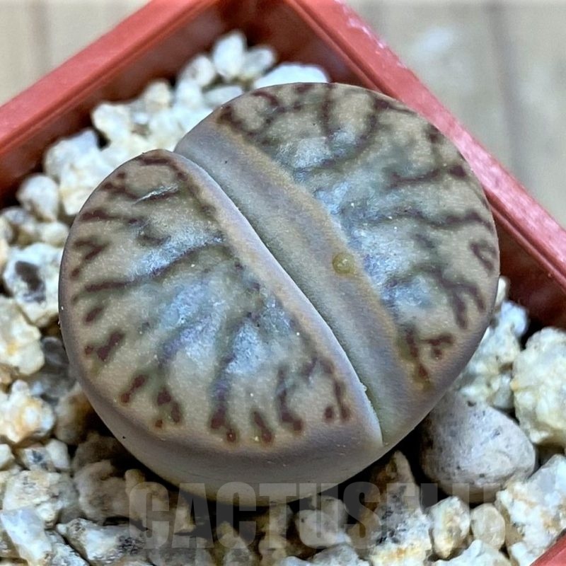 SH25422 Lithops bromfieldii 'Red Coral'