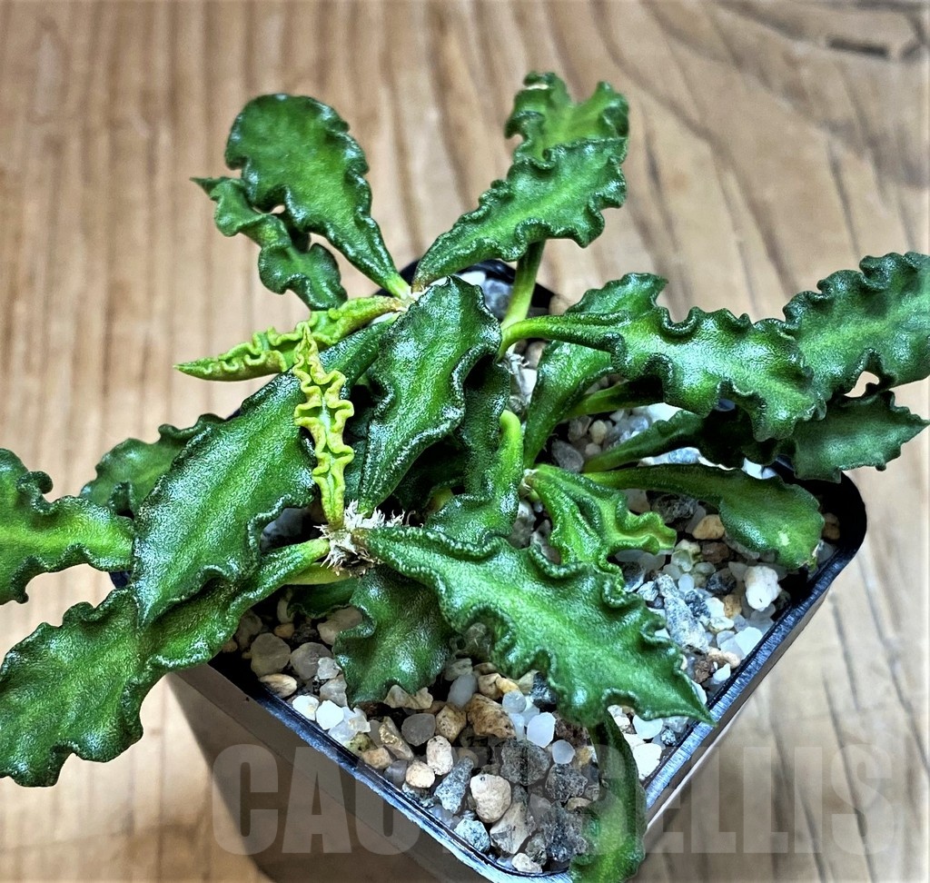 SH25446 Euphorbia decaryi v. spirosticha – Image 2