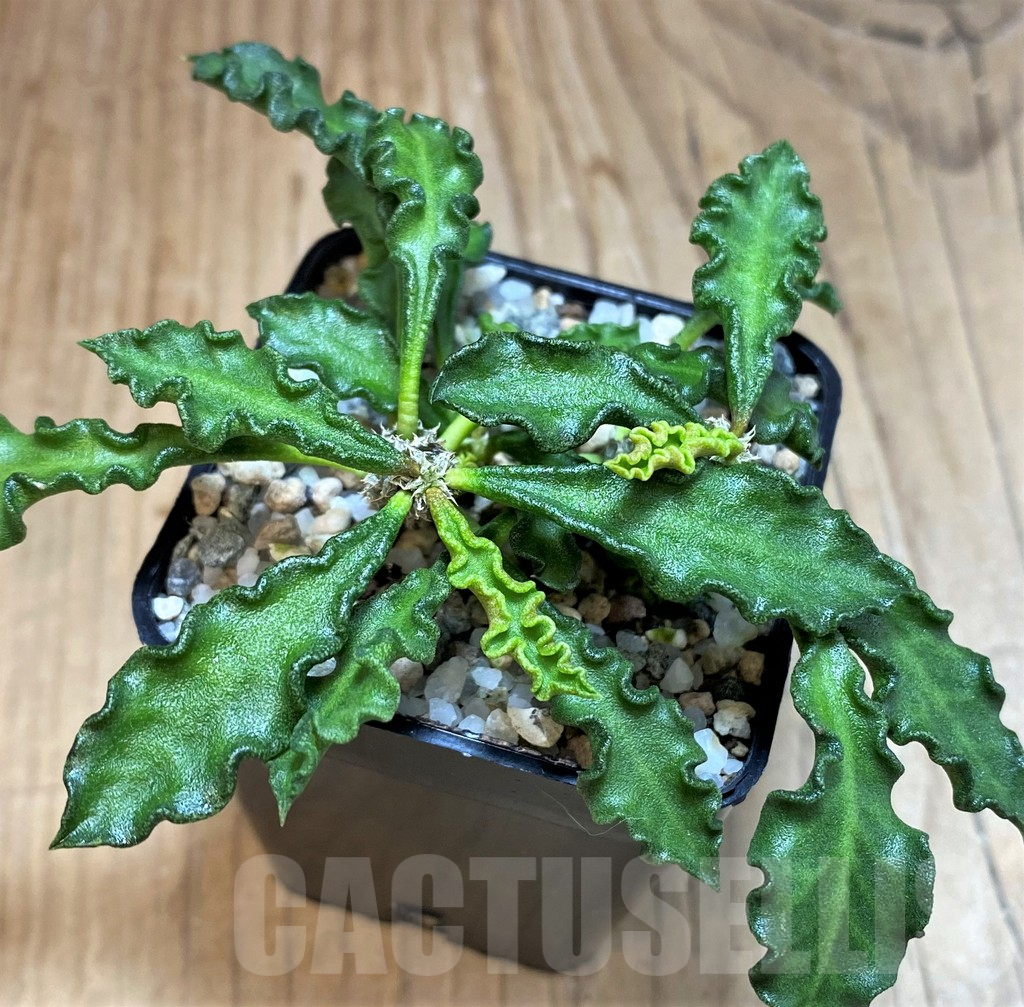 SH25446 Euphorbia decaryi v. spirosticha