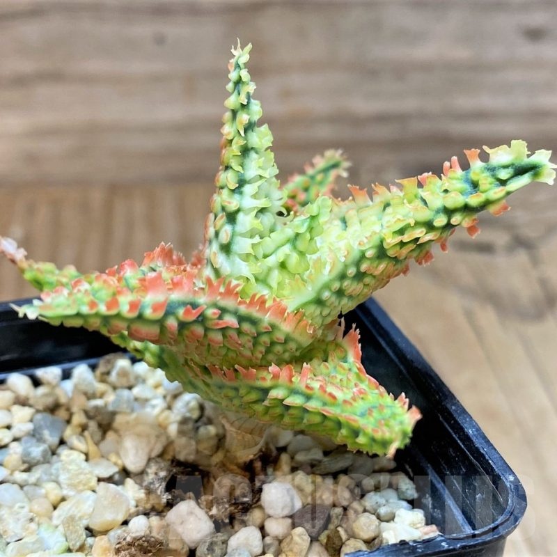 SH25448 Aloe TCT hybrid