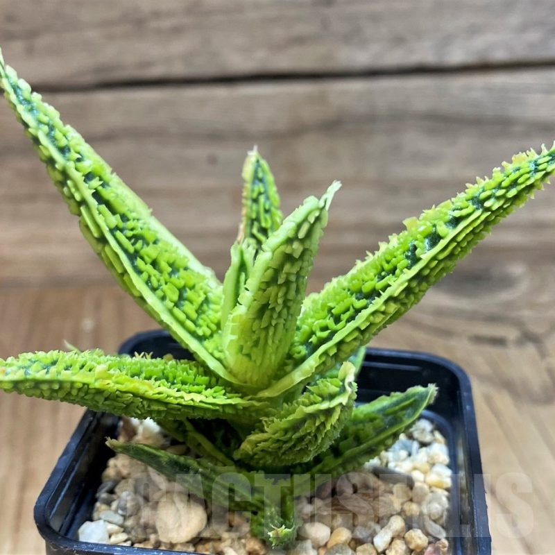 SH25449 Aloe TCT hybrid