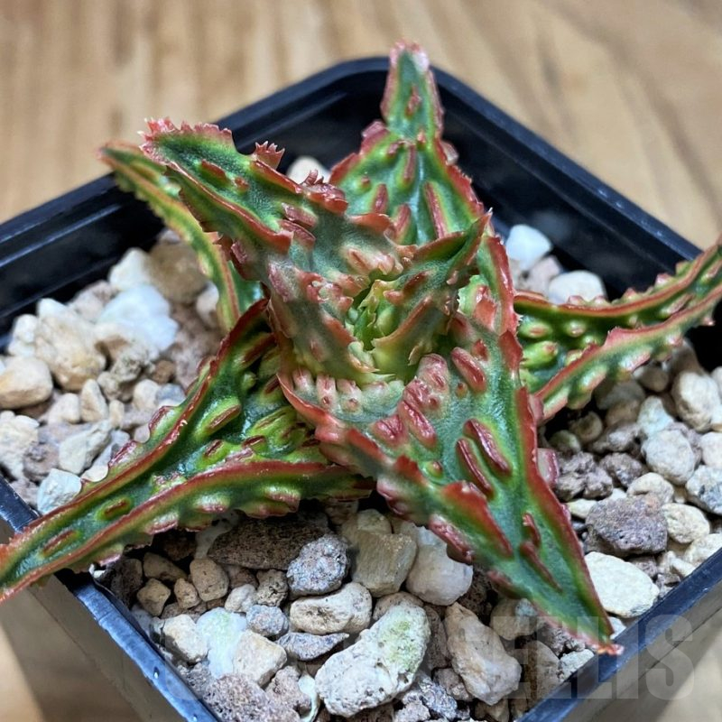 SH25451 Aloe TCT hybrid