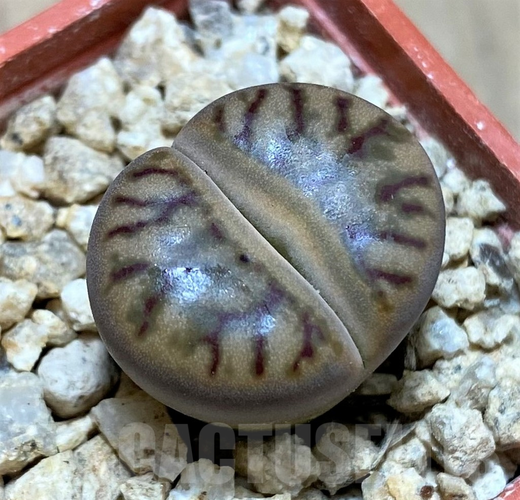 SH25423 Lithops bromfieldii 'Red Coral'
