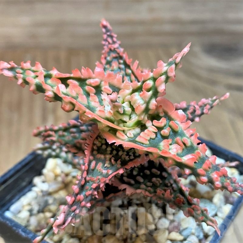SH25452 Aloe TCT hybrid