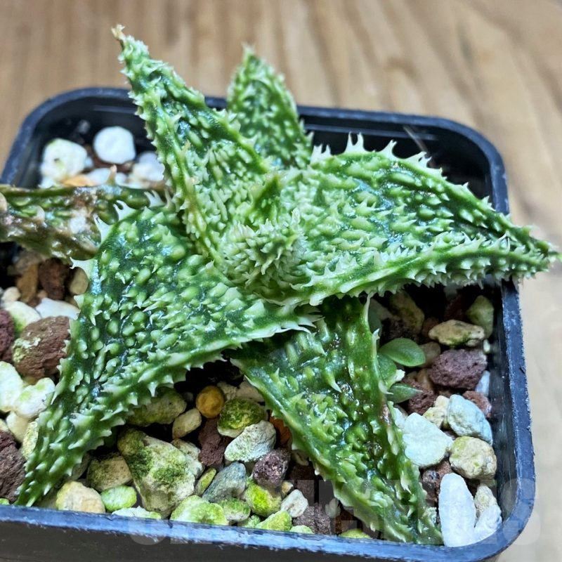 SH25454 Aloe TCT hybrid