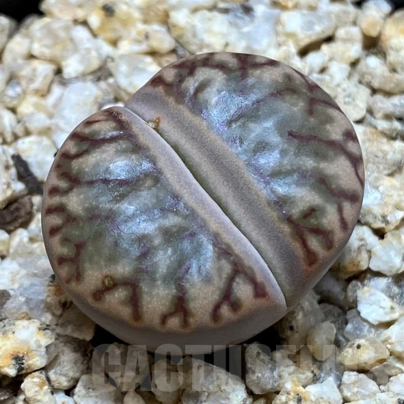 SH25424 Lithops bromfieldii 'Red Coral'