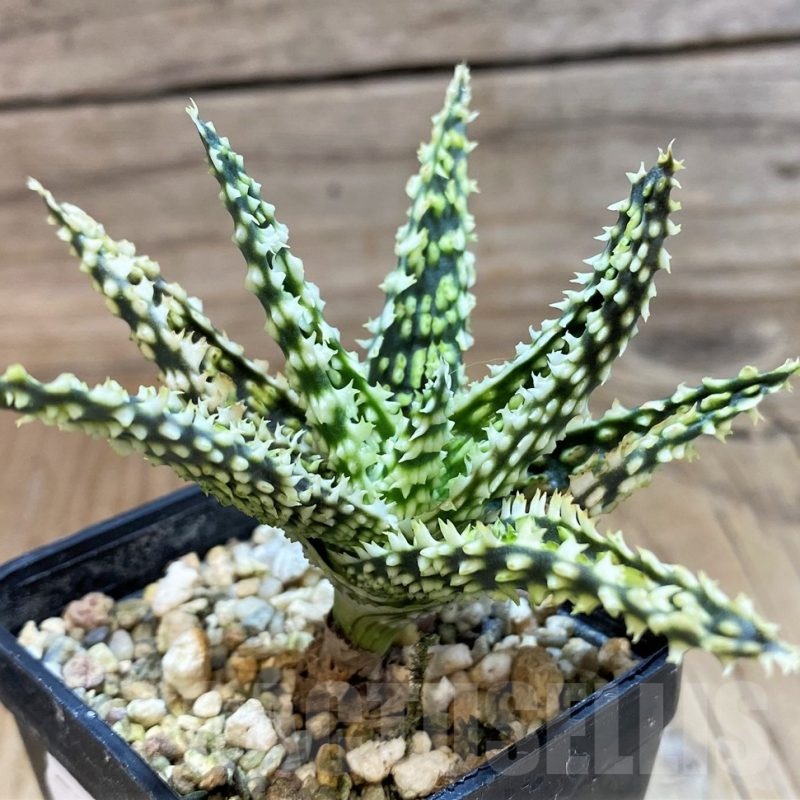SH25455 Aloe TCT hybrid