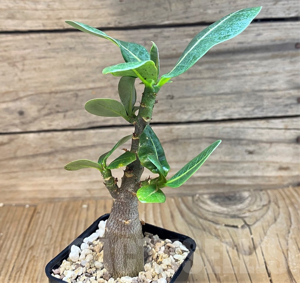 SH25456 Adenium arabicum ‘Black Body’ - Image 3
