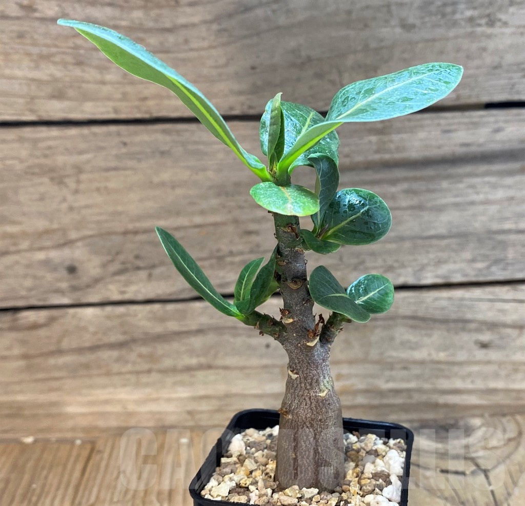 SH25456 Adenium arabicum ‘Black Body’ - Image 2