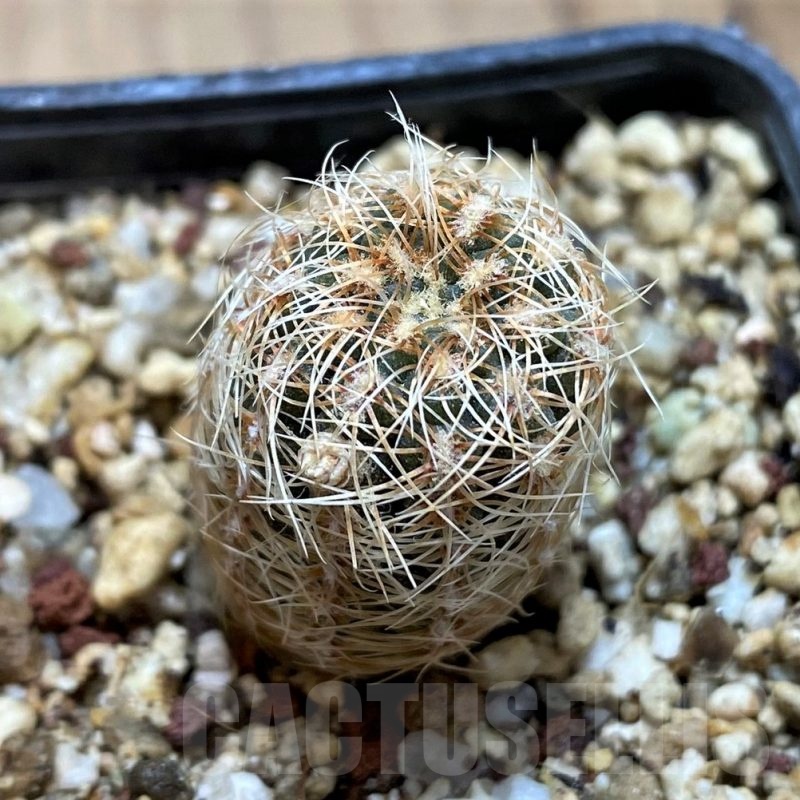 YAR25554 Gymnocalycium gertii VG707-TL