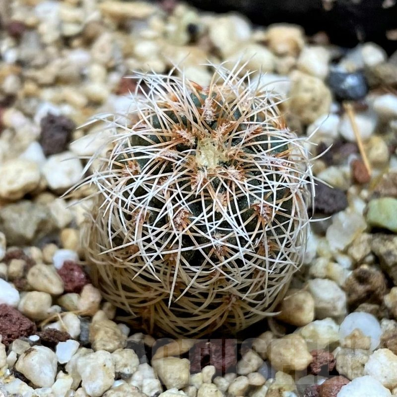 YAR25555 Gymnocalycium gertii VG707-TL