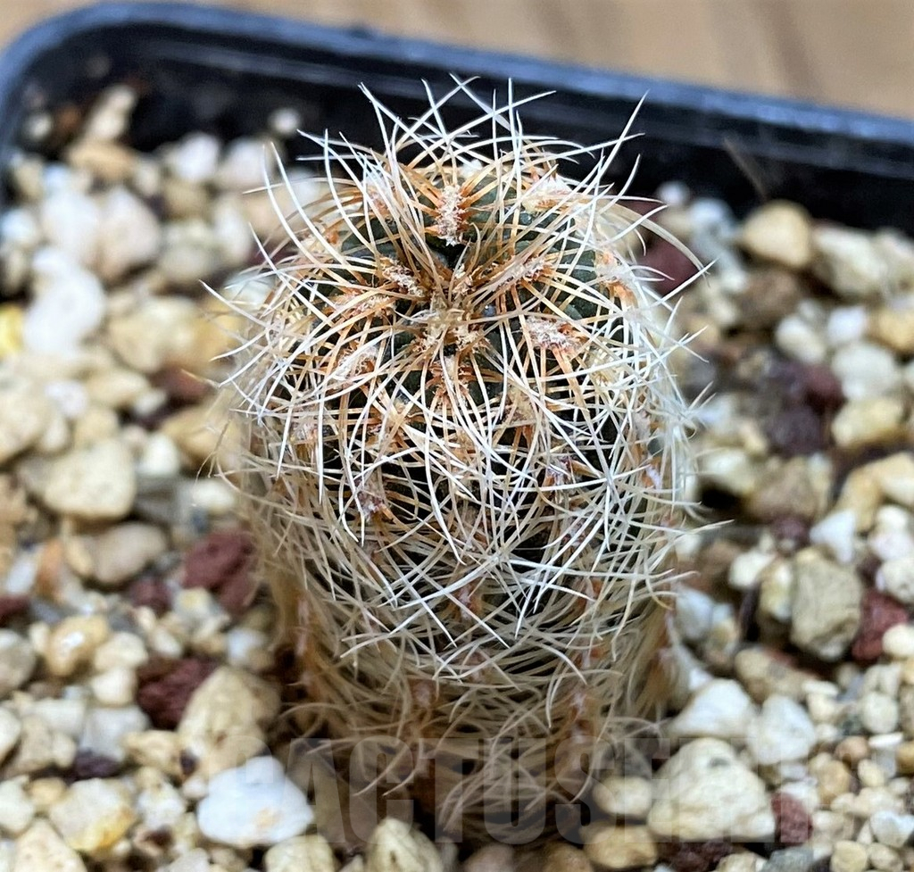 YAR25557 Gymnocalycium gertii VG707-TL