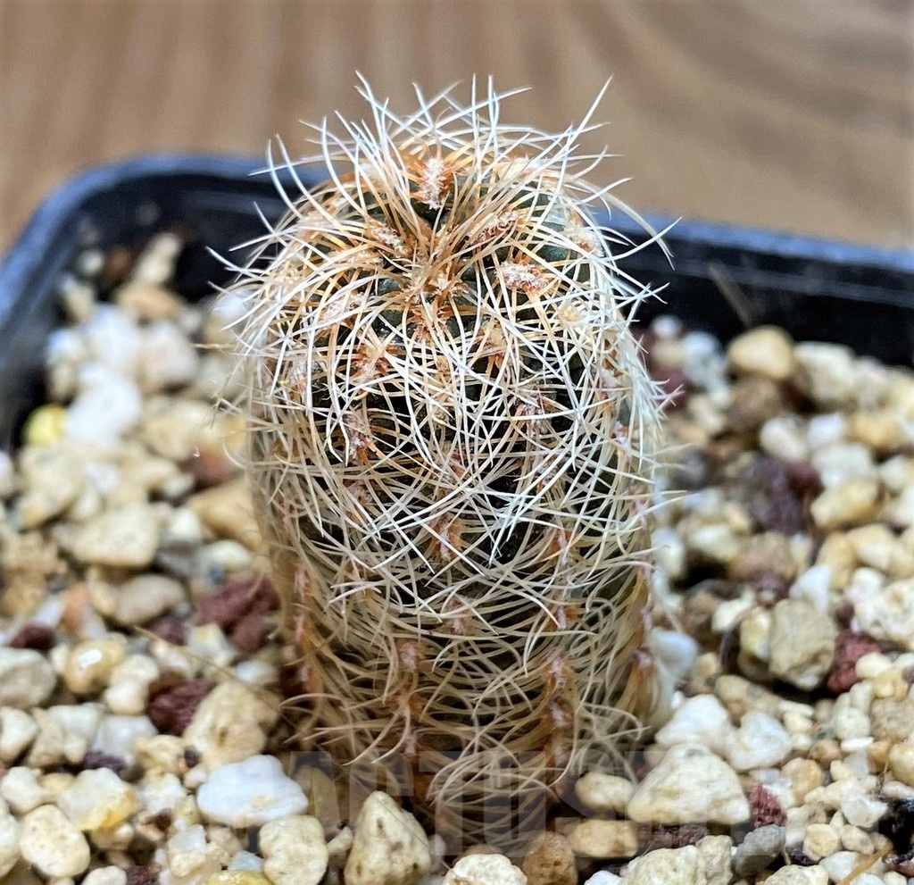 YAR25557 Gymnocalycium gertii VG707-TL - Image 2