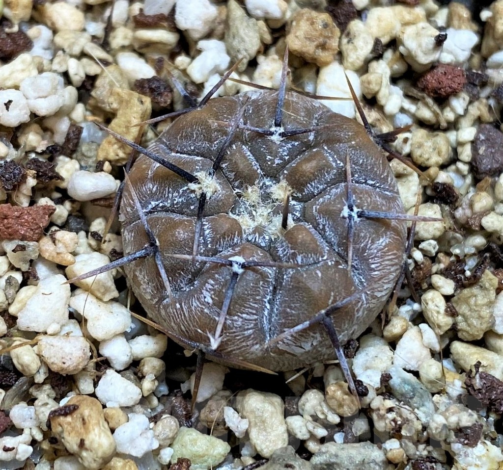 YAR25560 Gymnocalycium borthii ssp. nogolense VG684 - Image 2