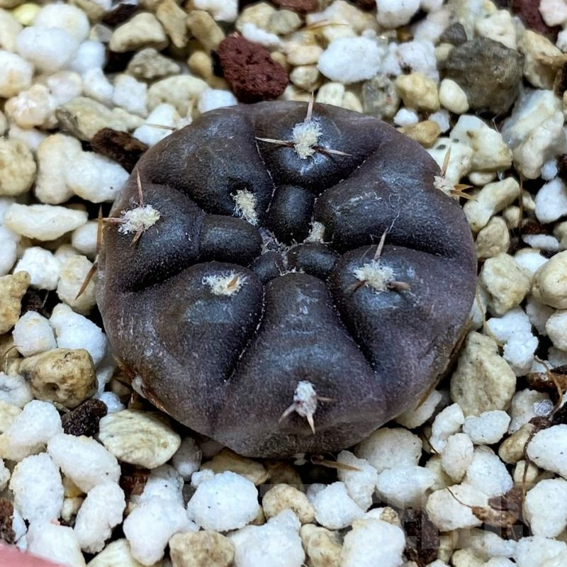 YAR25551 Gymnocalycium dubniorum WP 154-241