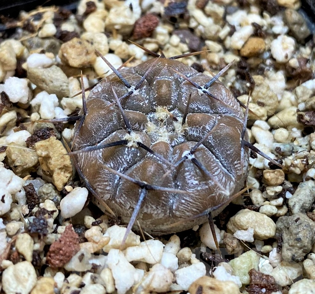 YAR25560 Gymnocalycium borthii ssp. nogolense VG684