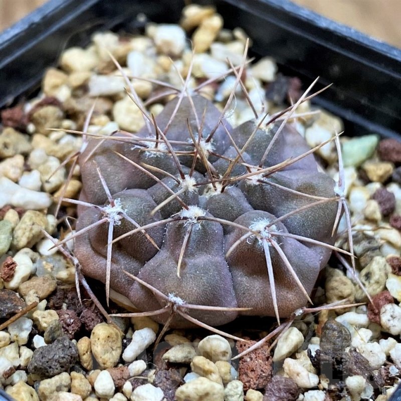YAR25561 Gymnocalycium mucidum aff. VG309