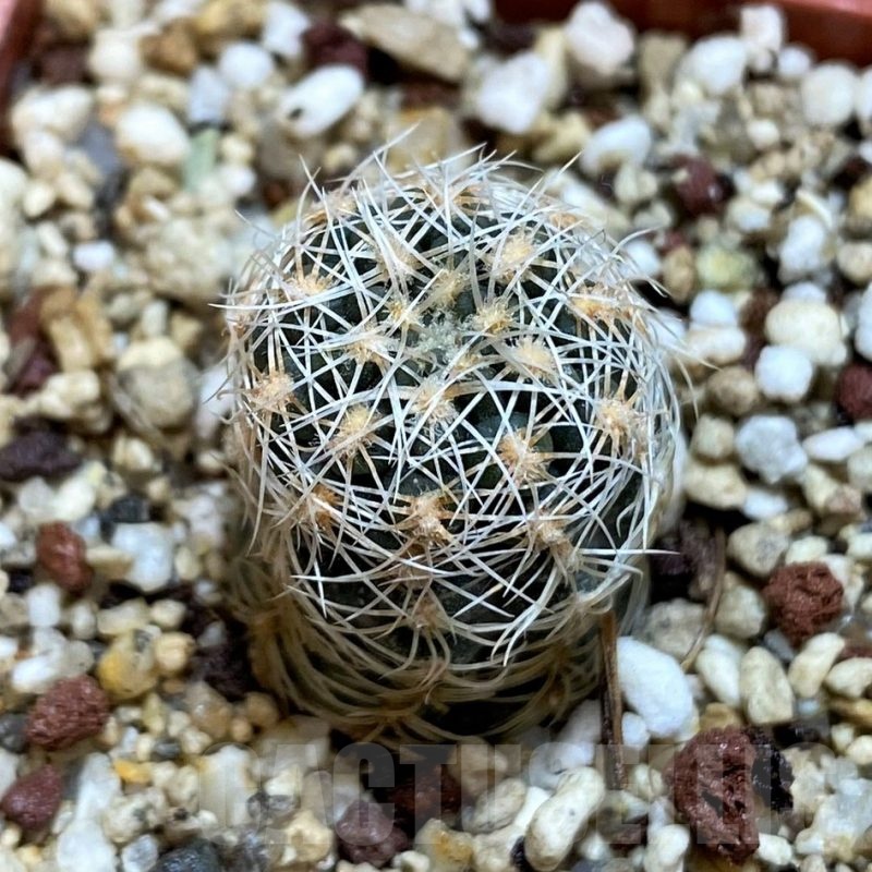 YAR25562 Gymnocalycium gertii ssp. evelyniae VG 1170