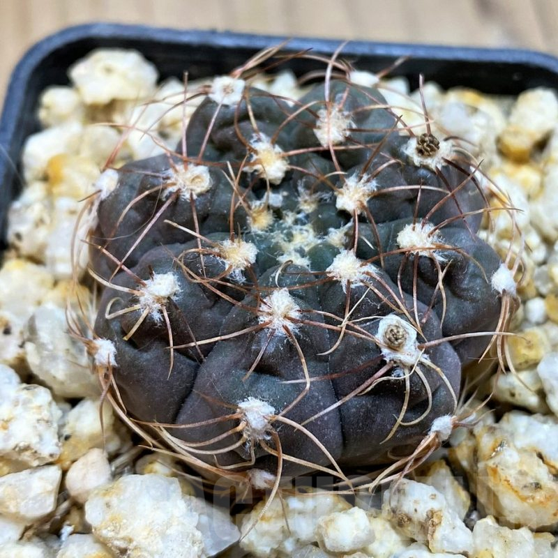 YAR25563 Gymnocalycium gaponii VG 1078