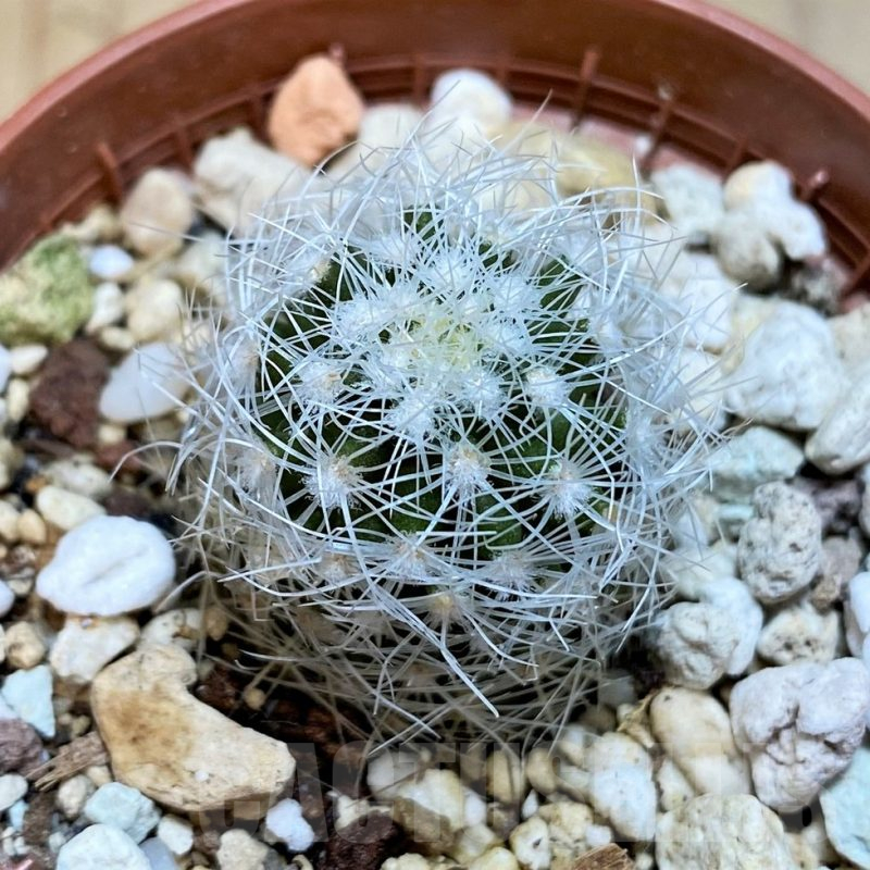 YAR25569 Thelocactus conothelos ssp. argenteus SB311
