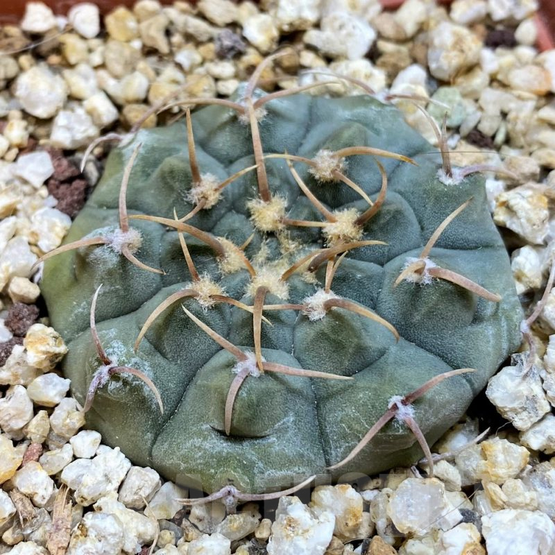 YAR25570 Gymnocalycium vatteri v. monospinum