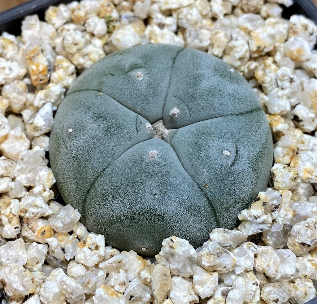 YAR25571 Anhalonium VZD020 - Image 2