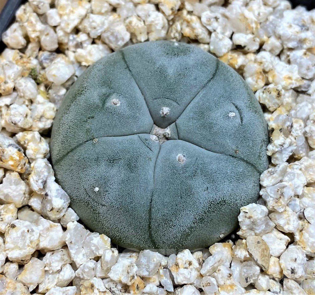 YAR25571 Anhalonium VZD020