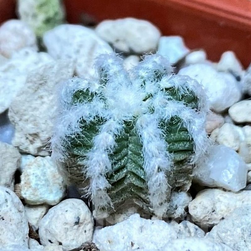 YAR25575 Aztekium hintonii GCG9763 -2km Rio San Jose-