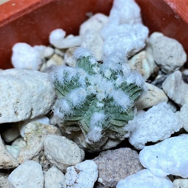 YAR25576 Aztekium hintonii GCG9763 -2km Rio San Jose-