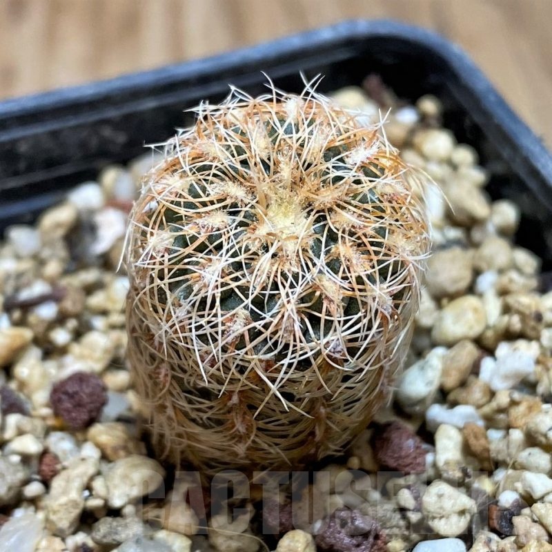 YAR25553 Gymnocalycium gertii VG707-TL