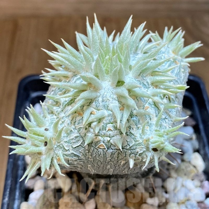 SH8444 Pachypodium brevicaule, grafted