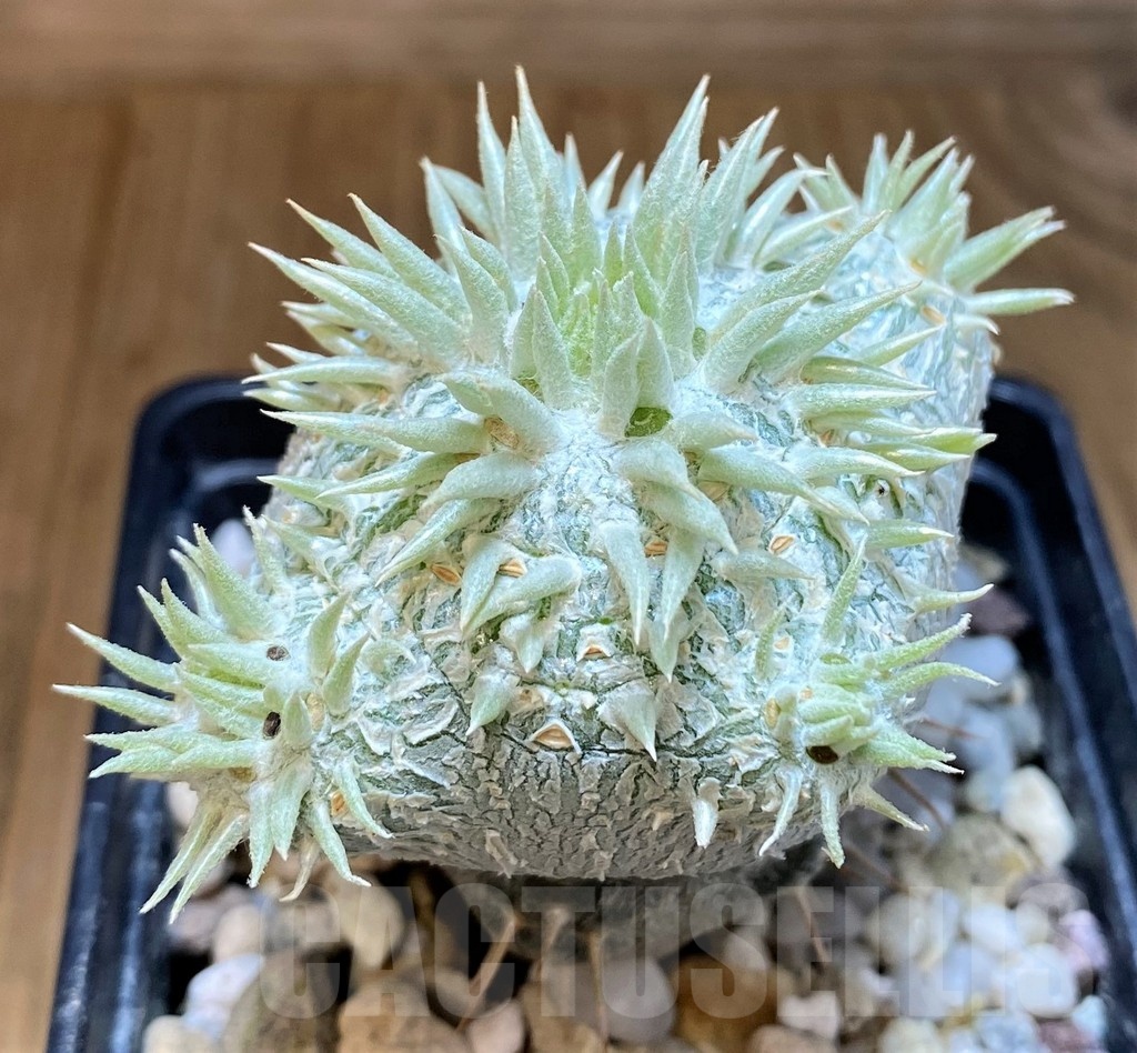 SH8444 Pachypodium brevicaule, grafted