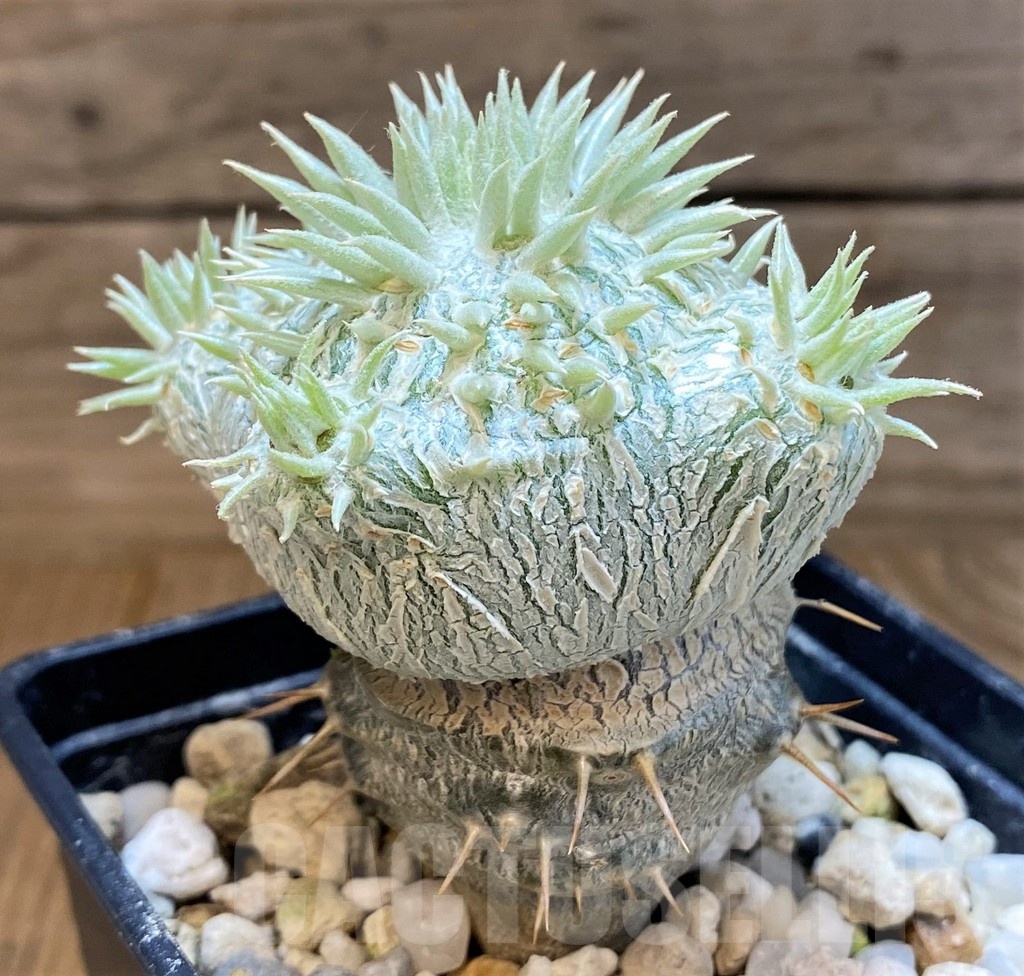 SH8444 Pachypodium brevicaule, grafted - Image 2