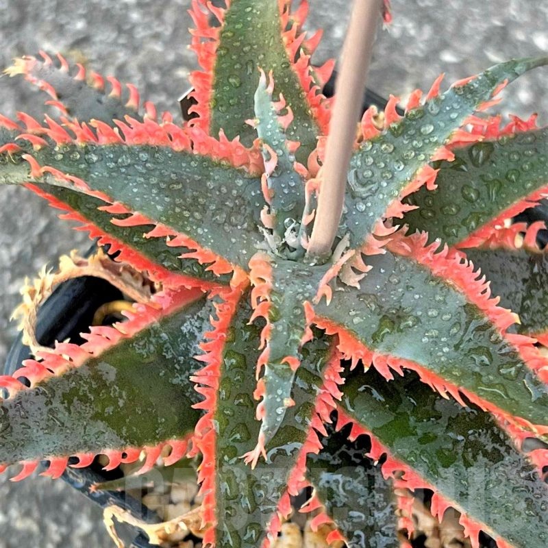 SH24021 Aloe TCT hybrid