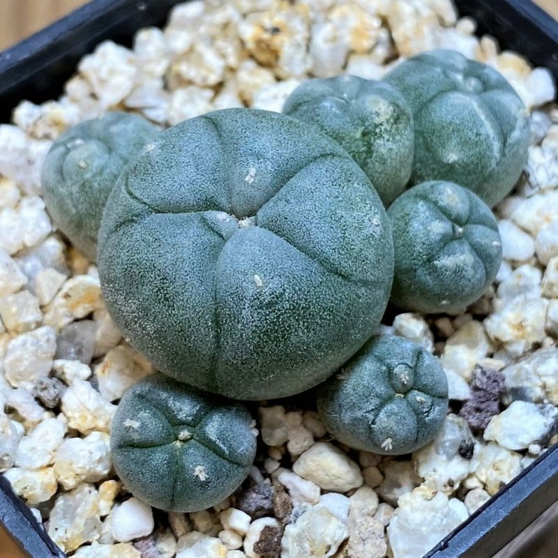 YAR22474 Anhalonium caespitosa REP2293, seedling